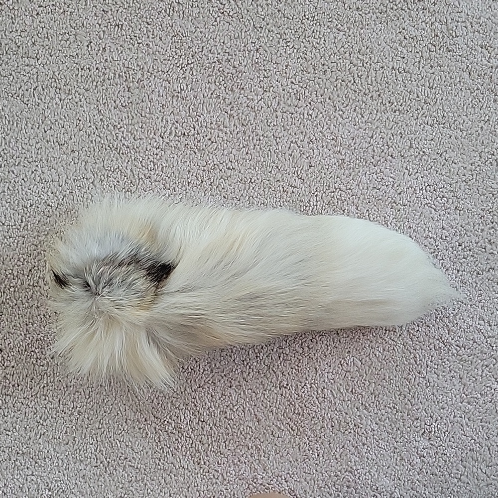 Real festival white fox tail